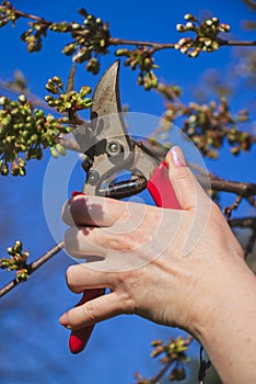 Garden work on a trees in springtime