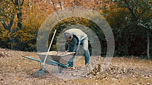 Garden worker loading dry leaves and tree branches on to a wheelbarrow