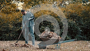 Garden worker loading dry leaves and tree branches on to a wheelbarrow