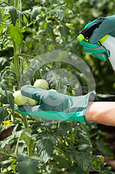 Garden worker spraying tomatoes