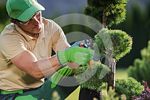 Garden Worker Trimming Garden Plants Using Secateurs photo