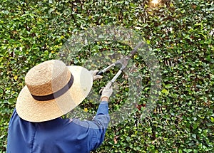 Garden workers wearing hats cut the leaky wall that was the leaves.