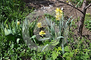 in the garden,  yellow daffodils bloom in spring