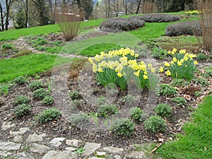 Garden of yellow daffodils Narcissus pseudonarcissus blooming in the mountains