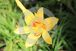 Garden with yellow flower