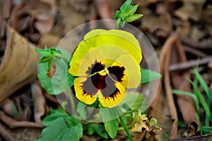 In the garden the yellow flower of Viola tricolor var. hortensis