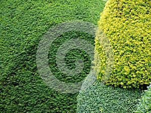Garden: yellow topiary hedge detail