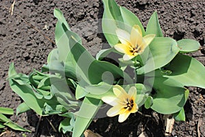 Garden yellow tulips