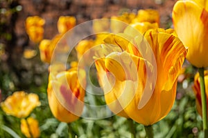 Garden of yellow tulips in springtime
