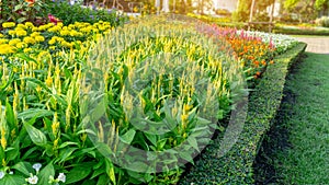 A garden of yellow Wool flower, yellow marigold and colorful flowering in a green leaf of Philippine tea plant border