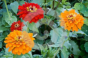 Garden Zinnias