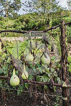 Garden with zucchini on the fence