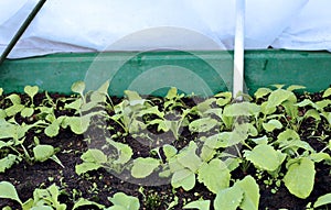 The gardenbed with radish sprouts, sheltered white geotextile