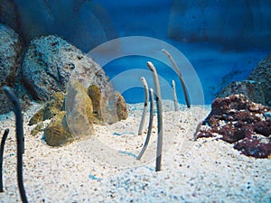 Gardened eels