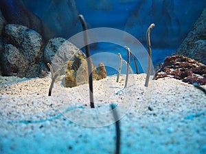 Gardened eels