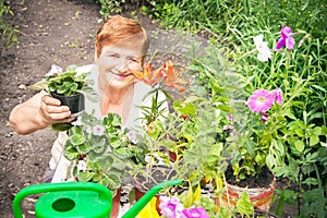 Gardener active senior elderly woman is holding the pot of flower in the garden.