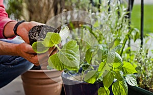 Gardener activity on the sunny balcony  -  repotting the plants Geranium, Pelargonium, pepper plants, squash seedlings and young