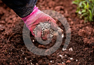 Gardener adding chicken manure pellets to soil ground for planting in garden photo