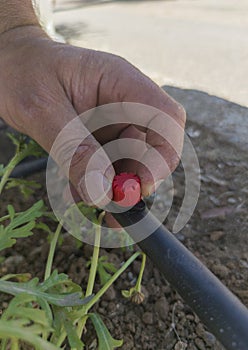Gardener adjusting self-compensating dripper on irrigation pipe
