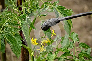 Gardener applaying an insecticide