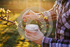 A gardener applying balsam to a fruit tree