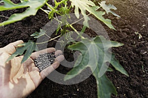 Gardener applying fertilizer plant food to soil for vegetable garden. Agriculture industry, development, economy and Investment