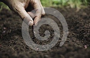 Gardener applying fertilizer plant food to soil for vegetable garden. Agriculture industry, development, economy and Investment