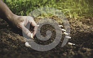 Gardener applying fertilizer plant food to soil for vegetable garden. Agriculture industry, development, economy and Investment