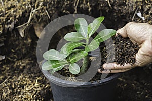 Gardener applying fertilizer plant food to soil for vegetable garden. Agriculture industry, development, economy and Investment