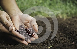 Gardener applying fertilizer plant food to soil for vegetable garden. Agriculture industry, development, economy and Investment