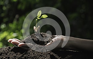 Gardener applying fertilizer plant food to soil for vegetable garden. Agriculture industry, development, economy and Investment