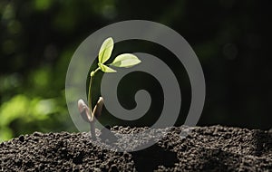 Gardener applying fertilizer plant food to soil for vegetable garden. Agriculture industry, development, economy and Investment