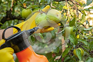 Gardener applying insecticidal fertilizer for fruit apples and protects against fungus