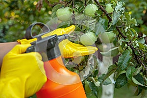 Gardener applying insecticidal fertilizer for fruit apples and protects against fungus, aphids