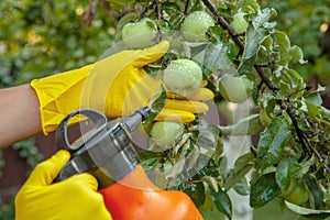 Gardener applying insecticidal fertilizer for fruit apples and protects against fungus, aphids and pests using sprayer.