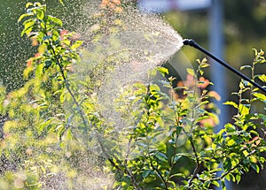 Gardener applying an insecticide fertilizer to his fruit shrubs