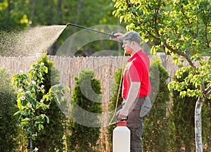 Gardener applying an insecticide fertilizer to his fruit shrubs photo