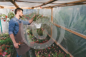 Gardener in apron with pruning shears checking plants during work in greenhouse