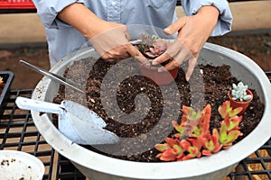Gardener is arranging young succulent plant for potting into a new decorative container photo