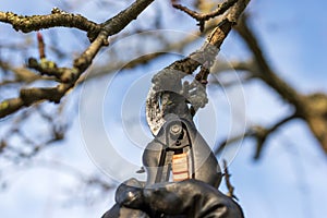 Gardener with black gloves and pruning shears cutting apple tree branch outside in sunny day