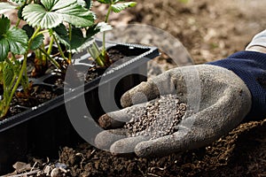 Gardener blending organic fertilizer humic granules with soil, enriching soil