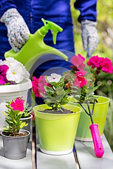 A gardener in blue overalls is watering beautiful flowers in light green pots. Spring work in the home garden.  Pink and white