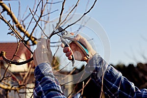 A gardener the branches of a fruit tree in his garden near his house