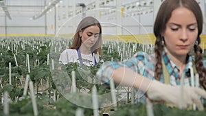 Gardener cares for plants in industrial greenhouse, look for tomato