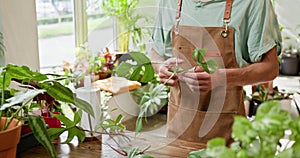 Gardener Caring for Indoor Plants in a Small Business Setting. A gardener meticulously trims indoor plants, illustrating