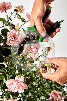Gardener caring for a rose bush in summer