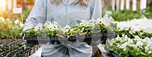 Gardener carrying box of plants inside of greenhouse