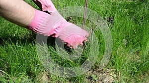 Gardener check mole trap