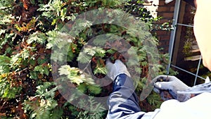 Gardener cleans fir coniferous plant in autumn pov shot