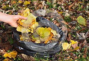 Gardener cleanup and collect fallen leaves in a bag with hands in autumn garden.